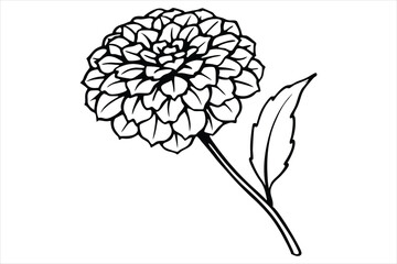 Line art marigold with the stem wrapping around itself