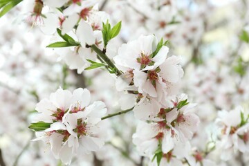 Beautiful blossoming cherry plum tree with white flowers outdoors, closeup