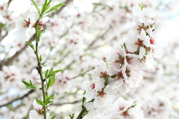 Beautiful blossoming cherry plum tree with white flowers outdoors, closeup