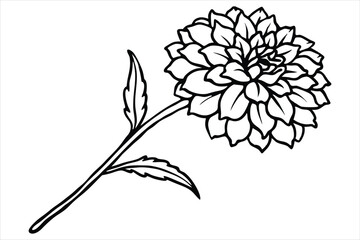 Line art marigold with the stem wrapping around itself