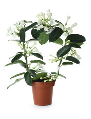 Beautiful jasmine plant in pot isolated on white