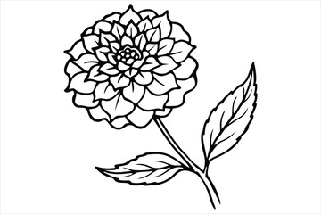 Line art marigold with the stem wrapping around itself