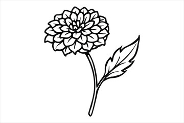 Line art marigold with the stem wrapping around itself