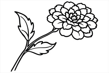 Line art marigold with the stem wrapping around itself