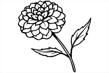 Line art marigold with the stem wrapping around itself