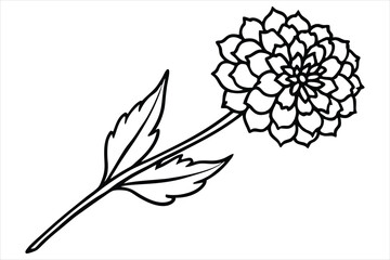 Line art marigold with the stem wrapping around itself