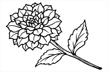 Line art marigold with the stem wrapping around itself