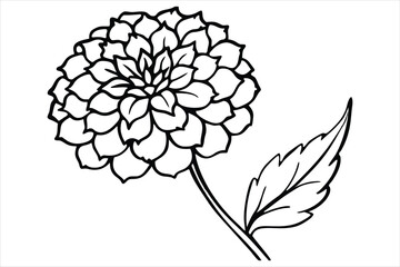 Line art marigold with the stem wrapping around itself