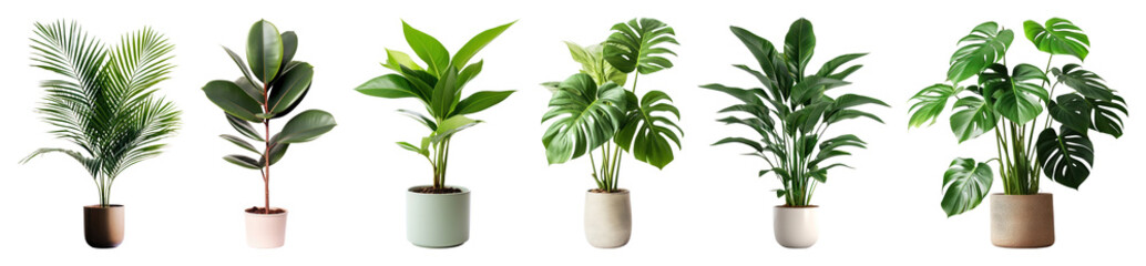 PNG Vibrant indoor potted plants collection, element set on transparent background