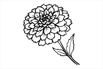 Line art marigold with the stem wrapping around itself