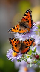 Obraz premium Two butterflies on a cluster of purple flowers, beautiful close-up in a garden, for a nature or wildlife image