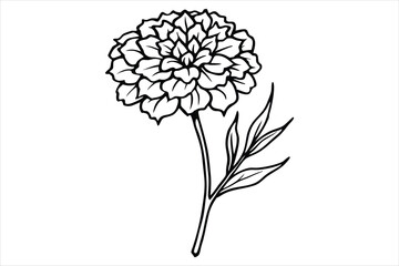 Line art marigold with the stem wrapping around itself