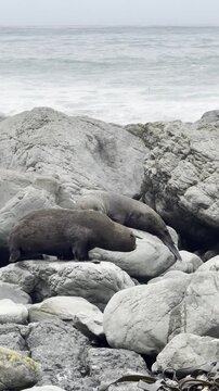 New Zealand fur seals resting on rocks at Ohau Point Seal Colony, Kaikoura, Pacific Ocean, native marine mammals in New Zealand, Canterbury region, South Island, New Zealand
