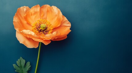 Fototapeta premium Stunning Orange Poppy on Teal Background on black background