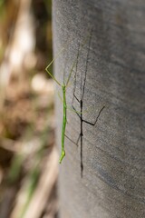 A green stick insect clings to a textured gray surface, casting a shadow. The insect blends with foliage, showcasing camouflage in nature. Bethells Beach, Auckland, New Zealand.