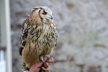 Beautiful Powerful Owl sits on the gloved hand of its handler during a falconry show at Dunrobin Castle in Scotland