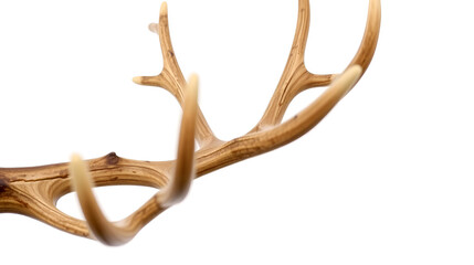 Reindeer horns deer antlers isolated on white background