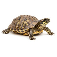 A turtle with a brown and yellow patterned shell on a white background in a studio setting image view