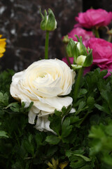 Beautiful white ranunculus flower growing in an outdoor flower garden. ranunculus flower closeup, white blooming flower, Closeup shot of a beautiful blossoming ranunculus in field