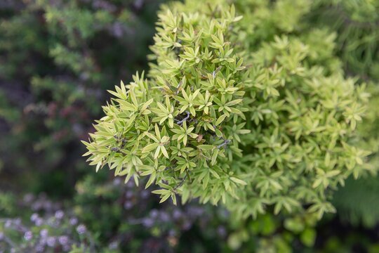 Close-up of a Podocarpus nivalis bush, also known as Alpine Totara, in New Zealand. The evergreen shrub is photographed from above, showcasing its dense foliage. Coromandel Peninula, New Zealand