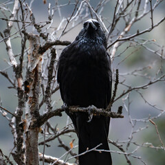 Close-up portrait of a wild black raven (Corvus corax), which in spring sits with an important majestic view on a bare branch of a birch tree and looks ahead, square photo.