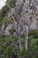 Dead trees stand against a rocky cliff face, surrounded by lush green vegetation in Kauaeranga Kauri Trail, Coromandel Peninula, New Zealand. The trees branches contrast with the vibrant landscape.