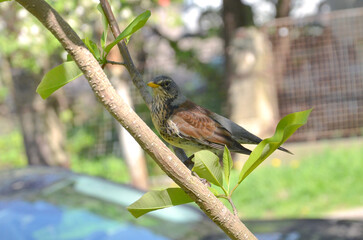 Fieldfare bird sitting on young magnolia tree branch . Wild bird , fauna ,wildlife in spring  concept.