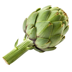 Fresh green artichoke with stem on a white background