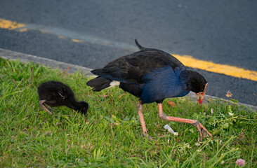 Pūkeko on the grass feeding a chick, Albany, New Zealand
