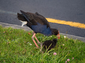 Pūkeko on the grass feeding a chick, Albany, New Zealand