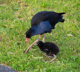 Pūkeko on the grass feeding a chick, Albany, New Zealand