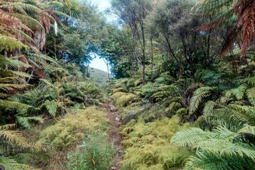 A dirt path winds through a lush forest of ferns and trees in Kauaeranga Kauri Trail, Thames,...