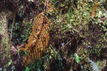 Lush green moss and ferns cover a rock wall in New Zealand. The diverse plant life thrives in the damp environment, creating a vibrant and textured landscape, Coromandel Peninula, New Zealand