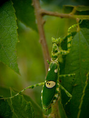 Green Orchid Mantis A Vibrant Jewel in Lush Foliage