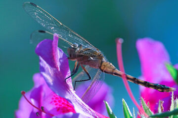 トンボ © tutomu83