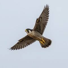 Fototapeta premium A peregrine falcon soaring through the sky with its wings spread wide against a clear background view