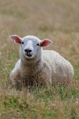 Fototapeta premium A sheep rests in a grassy field in Duder Regional Park, Auckland, New Zealand. The animal is chewing grass, enjoying a peaceful moment in its natural habitat. 