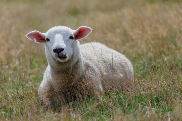 A sheep rests in a grassy field in Duder Regional Park, Auckland, New Zealand. The animal is chewing grass, enjoying a peaceful moment in its natural habitat. 