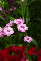 Sweet flora william blooming petals pink flowers background, Dianthus barbatus, beautiful Dianthus flower closeup in garden, pink Dianthus flower, pink flower, dianthus blooming in garden, closeup