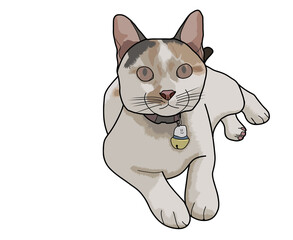 A digital image of calico cat facing forward 