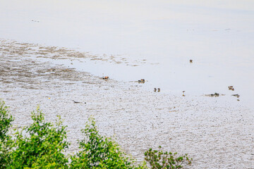 Coastal Mudflat Landscape with Mangrove Vegetation at Low Tide