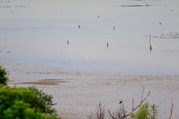 Coastal Mudflat Landscape with Mangrove Vegetation at Low Tide