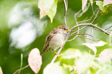 House Sparrow Resting on a Tree Branch