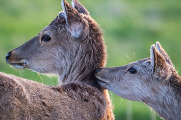 緑色の草原で親鹿が子鹿の毛並みをグリーミング中の姿。背景は草木のグリーン色で親鹿と子鹿が左側を向いている横顔のアップショットの横構図です。