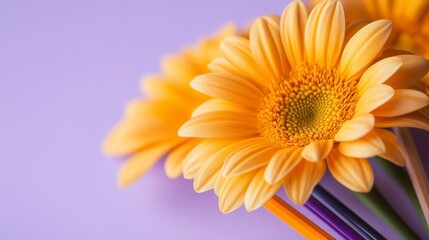 Close-up of vibrant orange gerbera daisies with colorful pencils on a purple background.