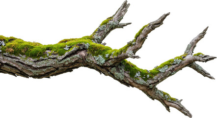 Mossy Tree Branch Aged Wood Texture Nature Background Isolated Clipping Path
