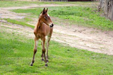 Obraz premium funny newborn foal walks along village street on summer day