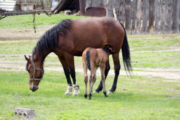 Obraz premium a newborn bay foal sucks milk from its mother horse in a meadow on a summer day