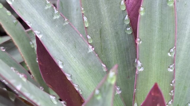 Water droplets from guttation on a Rhoeo discolor leaf margin.