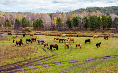 Horses by the Belaya River in the Southern Urals